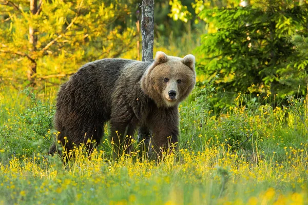 Καφέ αρκούδα κοιτάζοντας πολύχρωμο λιβάδι στην ανοιξιάτικη φύση — Φωτογραφία Αρχείου