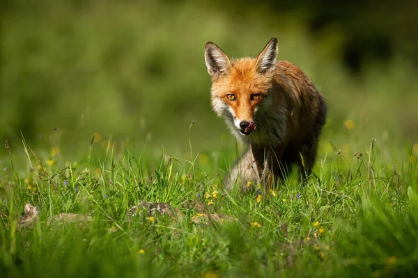 붉은 여우는 여름철 햇살을 받으며 입을 핥는다 — 스톡 사진
