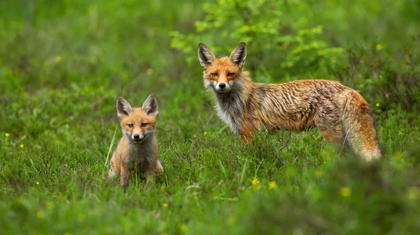 Rosso volpe cucciolo seduto sul prato verde con adulto in piedi dietro di essa in primavera — Foto Stock