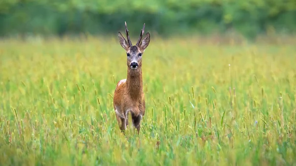 ひまわりの前の芝生の上でコピースペースを持つ鹿 — ストック写真