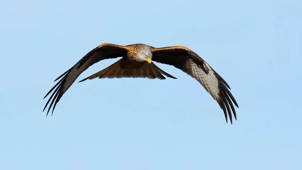 Röd drake under flygning på den blå himlen framifrån — Stockfoto