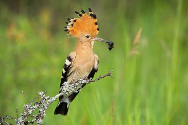 Eurasian hoopoe looking on bush in springtime nature