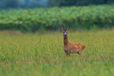 Roe deer buck standing on agricultural field with copy space