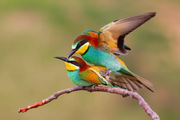 Two european bee-eaters mating on a twig in spring nature — Stockfoto