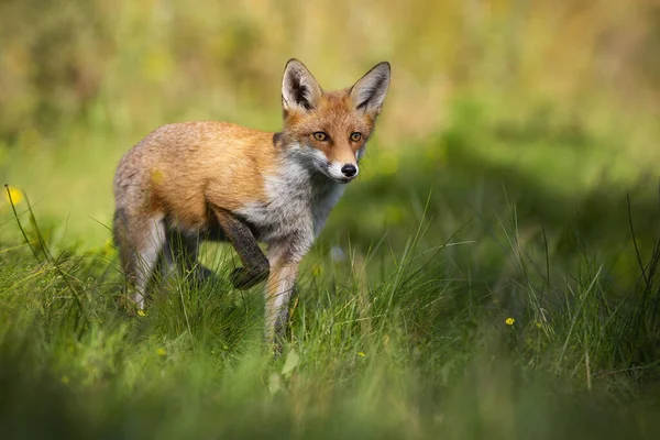 Rotfuchs erhebt ein Bein und nähert sich von vorne auf Waldlichtung in sommerlicher Natur — Stockfoto