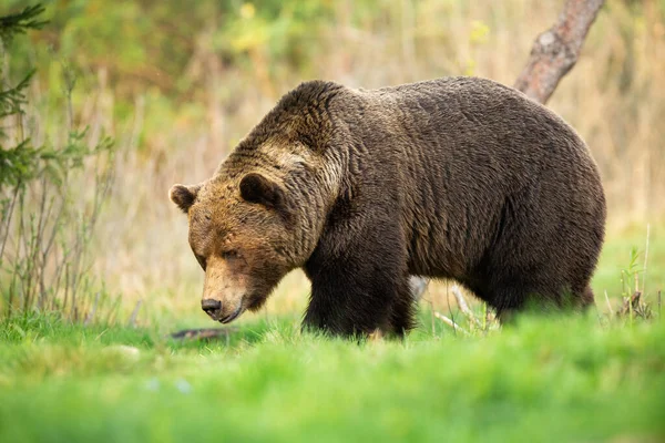 Μεγάλο καφέ αρκούδα αρσενικό περπάτημα μέσα από λιβάδι άνοιξη με το κεφάλι κάτω και μυρίζοντας — Φωτογραφία Αρχείου