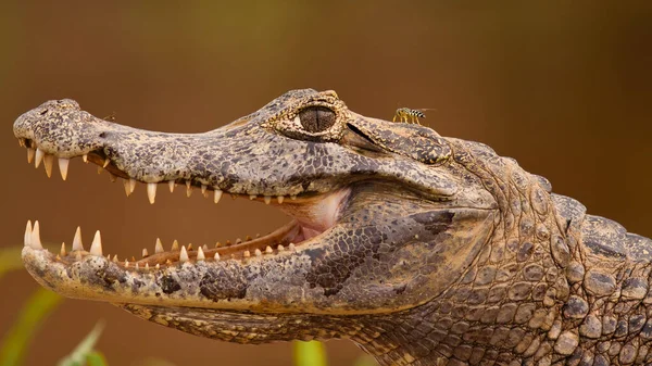 Kopf eines Kaimans mit offenem Mund und sichtbaren Zähnen, Pantanal, Brasilien — Stockfoto