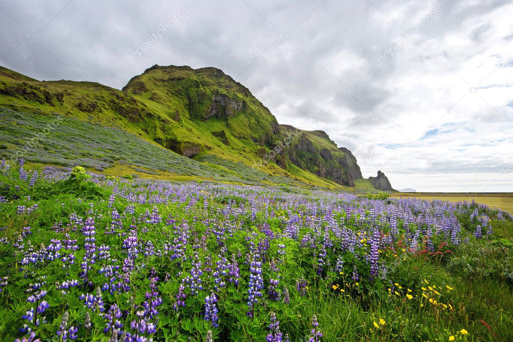 Icelandic nature scenery with purple flowers in blossom and cloudy sky above.