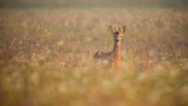 夏には日の出になると牧草地の朝霧の中に立つ若鹿 — ストック写真