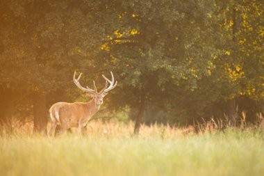 Huzurlu kırmızı geyik çayırda duruyor ağaçların altındaki yeşil çimlerle