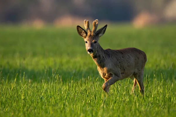 Roe deer with velvet antlers walking on grass in spring — Stock Photo, Image