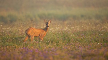 Roe geyik geyiği yaz doğasında çiçek açan çayırda kameraya bakıyor..