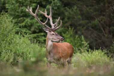 Yazın çalılıklarda duran kocaman anlterli kızıl geyik..