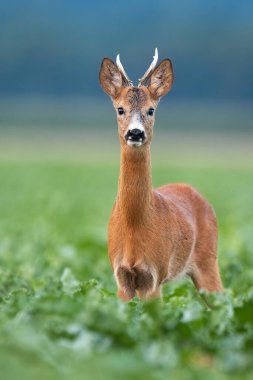 Yavru geyik geyiği sahada dikey kompozisyonda kameraya bakıyor.
