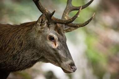 Habersiz kırmızı geyik yakın plandan bir ormana bakıyor..