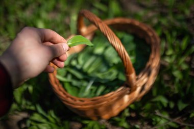 Baharda tahta sepete ayı sarımsağı koyan kişi