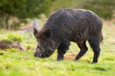 Yaban domuzu bahar doğasında otlakla beslenir..