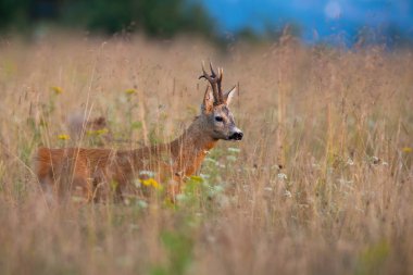 Roe geyiği yaz doğasında uzun çimlerde yürüyor.