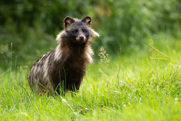 Raccoon dog standing on grassland in summertime nature