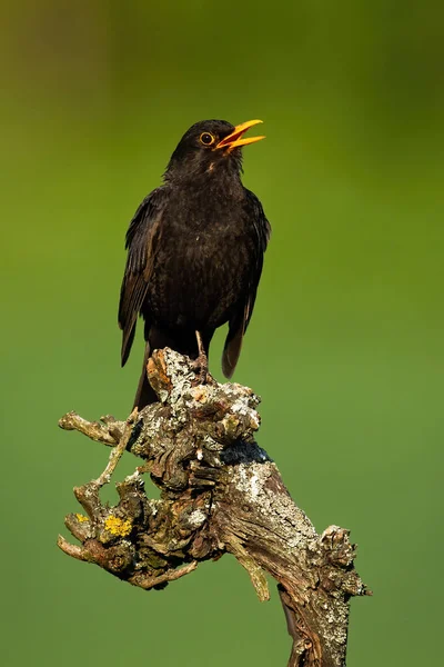 Common blackbird singing on branch in spring nature