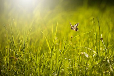 Eski dünya kırlangıç kuşu yaz mevsiminde yeşil otlarla bir çayırın üzerinde uçar.