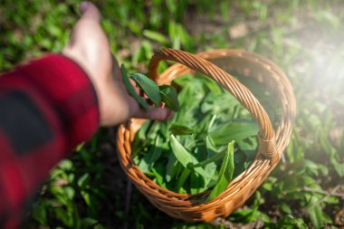 Ormandaki tahta sepete ayı sarımsağı atan kişi