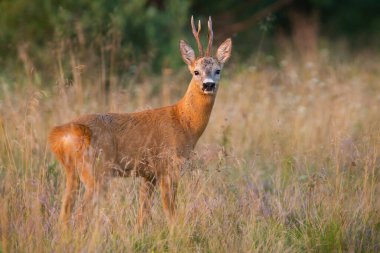 Yaz mevsiminde karaca geyiği kuru arazide durur.