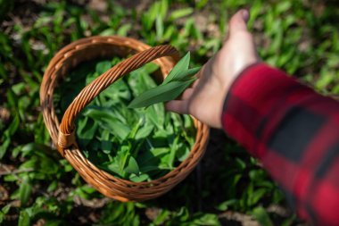Human hand adding bear garlic to the basket in forest clipart