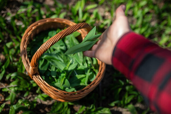 Human hand adding bear garlic to the basket in forest