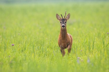 Yaz mevsiminde geyik geyiği çayıra yaklaşıyor.