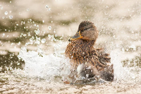 Female mallard splashing water with wings in springtime nature