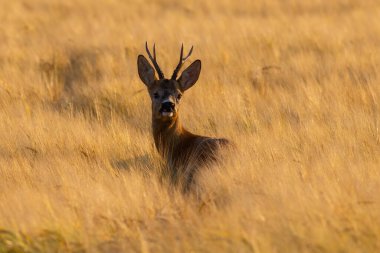 Gün batımında buğday tarlasında omzunun üzerinden bakan geyik kuşu.