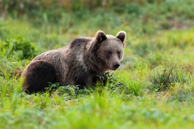 Meraklı kahverengi ayı, ursus arctos, baharda yeşil çayırda dinleniyor.
