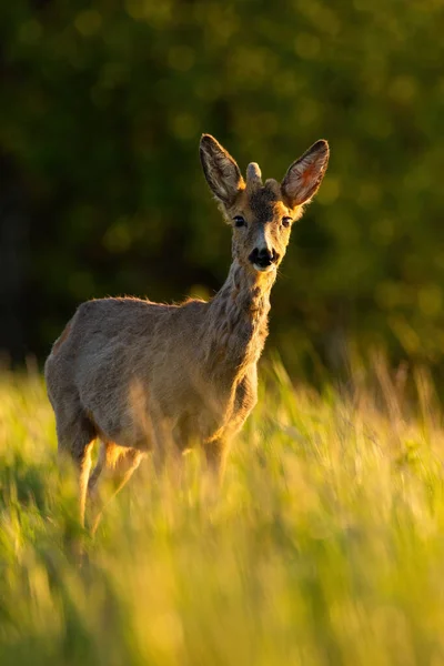 Jonge reeën met groeiend gewei op het veld in het zonlicht. — Stockfoto