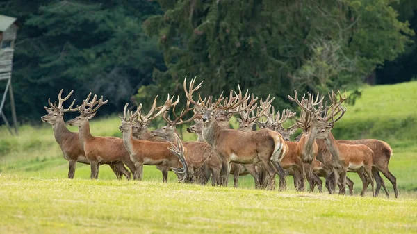 Group of red deer standing on field in summer nature — Stock Photo, Image