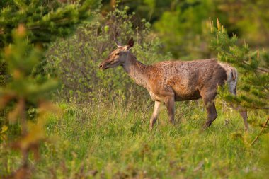 İlkbahar doğasında çayırda yürüyen kızıl geyik dişi.