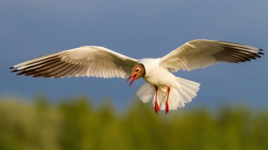 Yazın uçarken gagası açık siyah başlı martı.