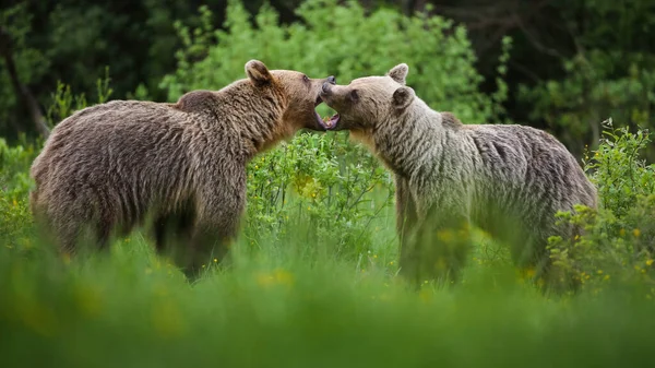 Dois urso marrom lutando no prado na natureza de verão — Fotografia de Stock