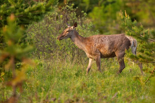 İlkbahar doğasında çayırda yürüyen kızıl geyik dişi. — Stok fotoğraf