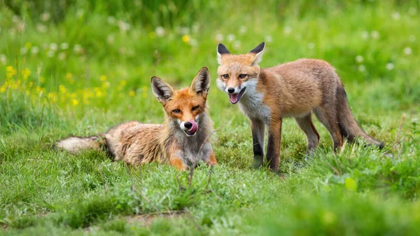 Dwa czerwone lisy leżące na zielonej łące w lecie natura — Zdjęcie stockowe