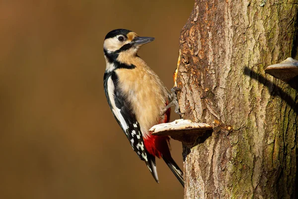 Great spotted woodpecker sitting on tree in spring — Stock Photo, Image