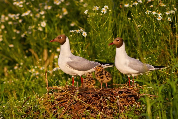 Adorable portrait of black-headed gull family nesting by the wild chamomile — Stock Photo, Image