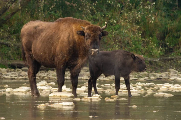 Dos bisontes europeos cruzando el agua en la naturaleza de verano —  Fotos de Stock