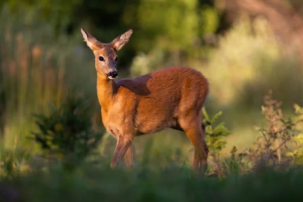 夏の日差しの中でグレードに立つ鹿の女性 — ストック写真