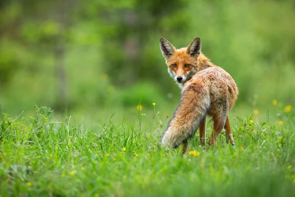 Vacker röd räv, vulpes vulpes, med fluffig svans stående och vänd kamera — Stockfoto