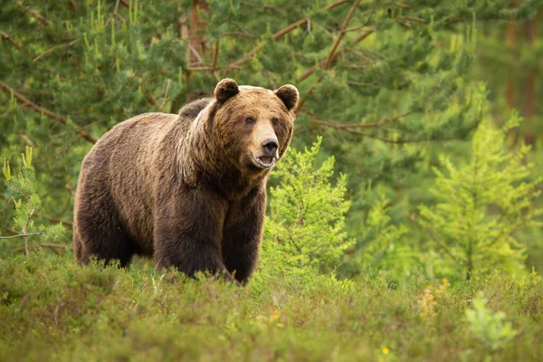 Orso bruno in piedi con la bocca aperta nella foresta in estate — Foto Stock