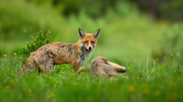 Röd räv står på grön äng med dödade byten på sommaren natur — Stockfoto