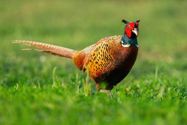 Yaz güneşinde yeşil alanda duran sıradan bir sülün.