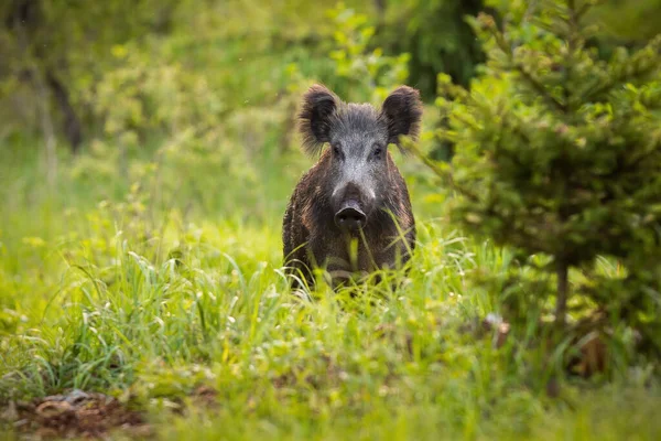 Curious wild boar, sus scrofa, looking from behind the grass on the forest clearing — 스톡 사진