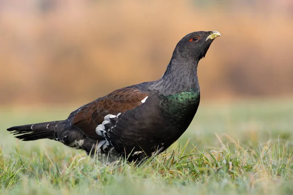 Zachodnia capercaillie stojąca wiosną na łąkach — Zdjęcie stockowe